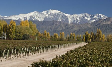 Viñedos Mendocinos