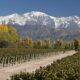Viñedos Mendocinos