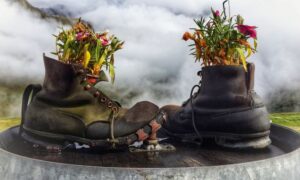 Zapatos Con Plantas En El Interior