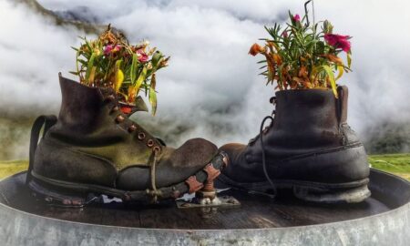 Zapatos Con Plantas En El Interior