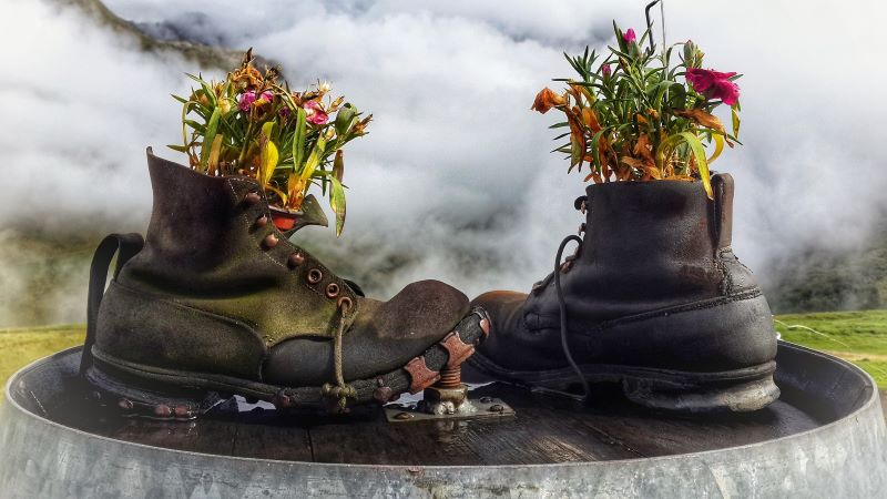 Zapatos Con Plantas En El Interior