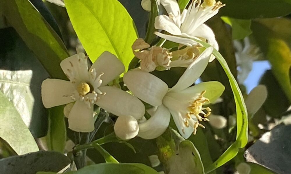 Azhares