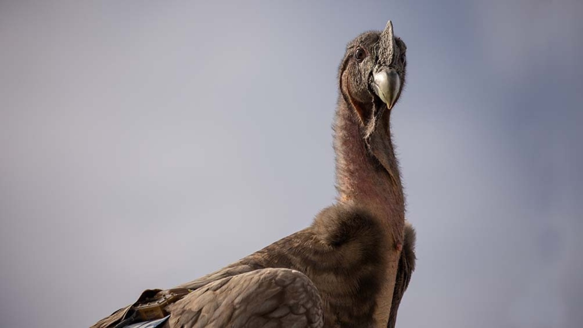 condor andino - ave condor