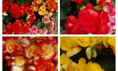 Begonias De La Paz En Diferentes Colores