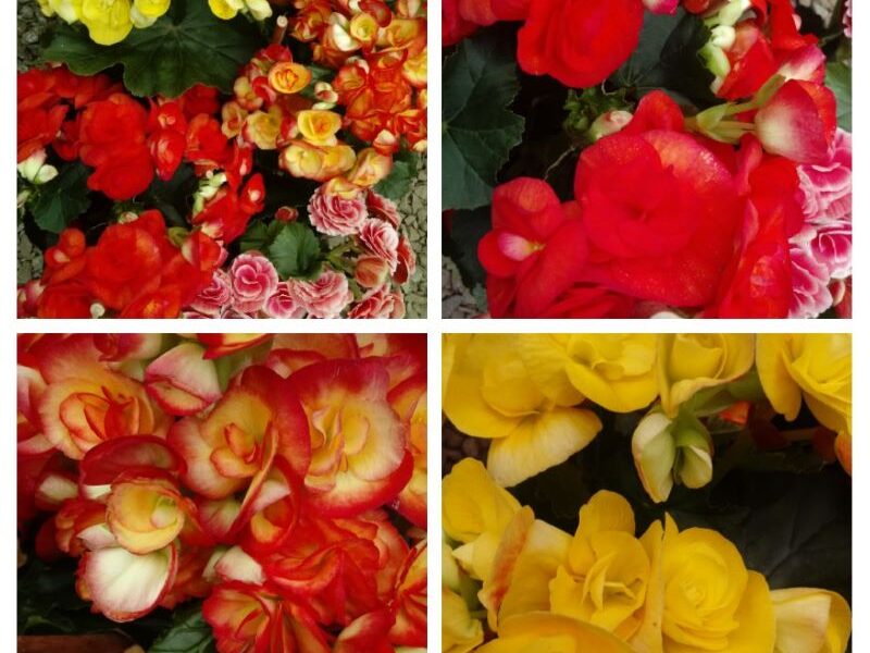 Begonias De La Paz En Diferentes Colores