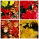 Begonias De La Paz En Diferentes Colores
