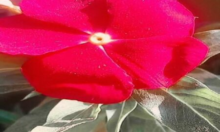 Flor