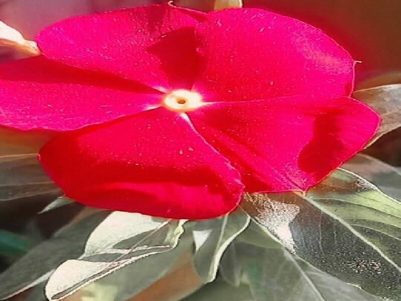 Flor