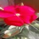 Flor