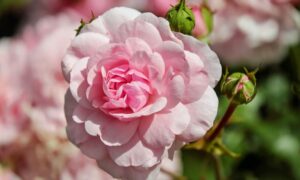 El Rosedal Rosa Rosa