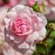 El Rosedal Rosa Rosa