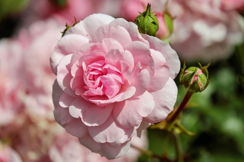 El Rosedal Rosa Rosa