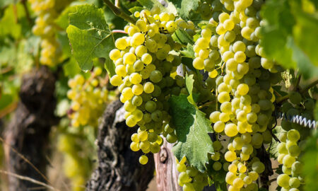 Semana Del Torrontés Racimo Uva Blanca