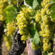 Semana Del Torrontés Racimo Uva Blanca