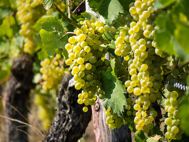 Semana Del Torrontés Racimo Uva Blanca