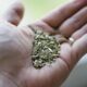 Mano Con Yerba Procesada
