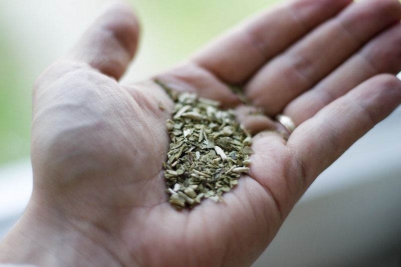 Mano Con Yerba Procesada