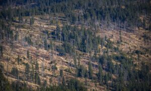 Deforestacion