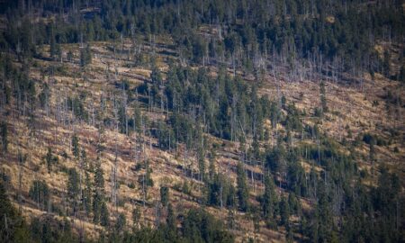 Deforestacion