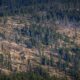 Deforestacion
