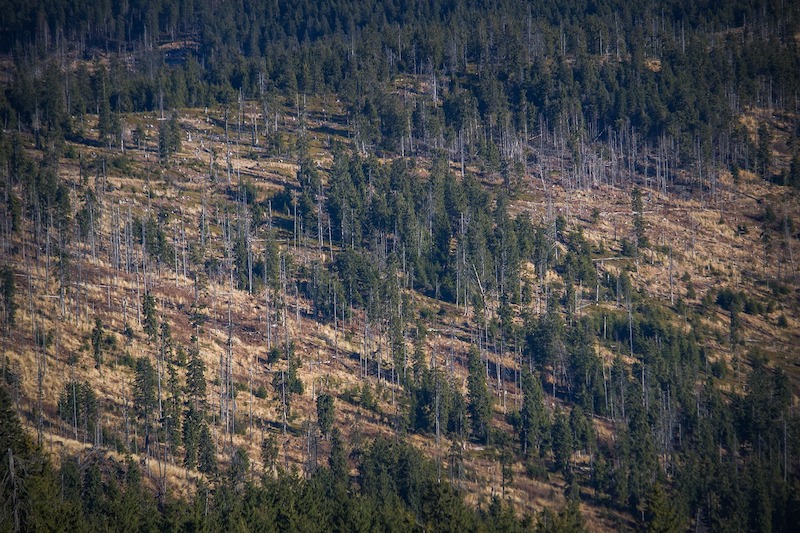 Deforestacion