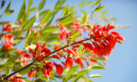 Flor Nacional Ceibo O Seibo