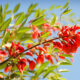 Flor Nacional Ceibo O Seibo