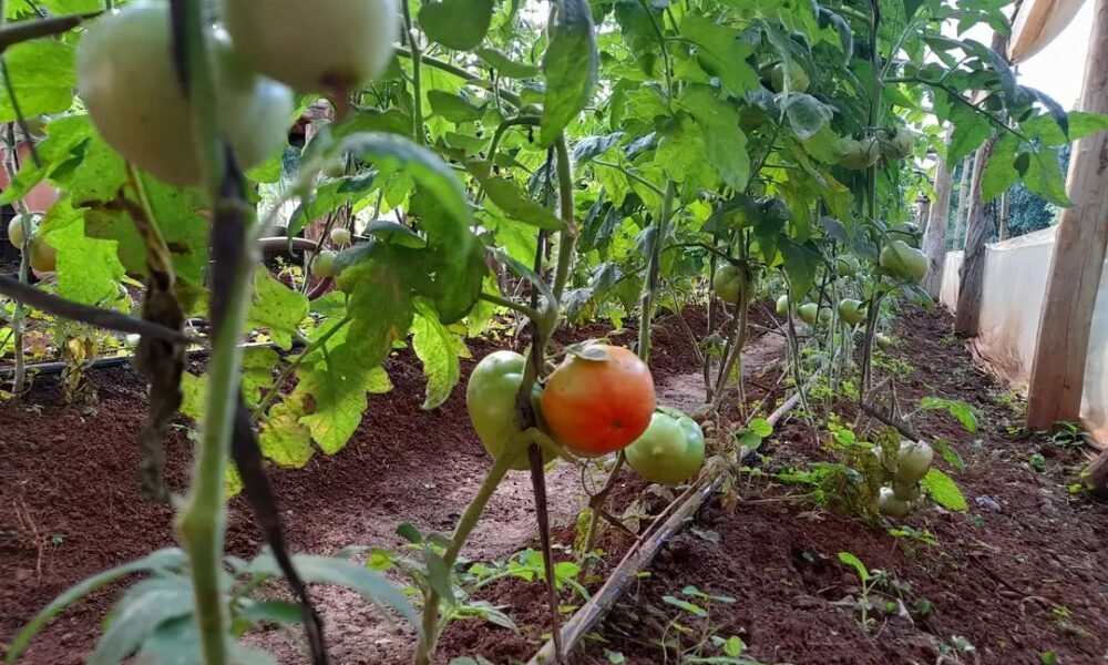 Tomates