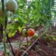 Tomates