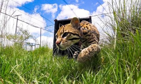 Felino