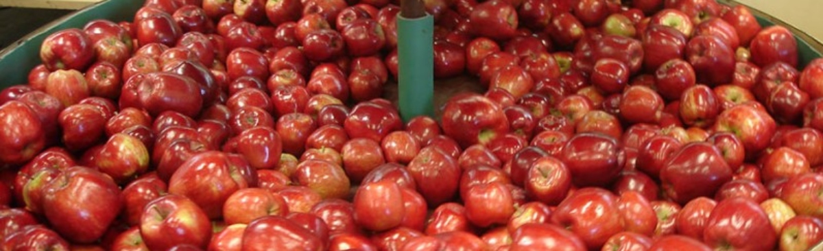 Manzana fiesta - manzanas