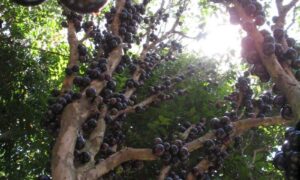 Planta De Jabuticaba Cargada De Frutas