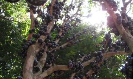 Planta De Jabuticaba Cargada De Frutas
