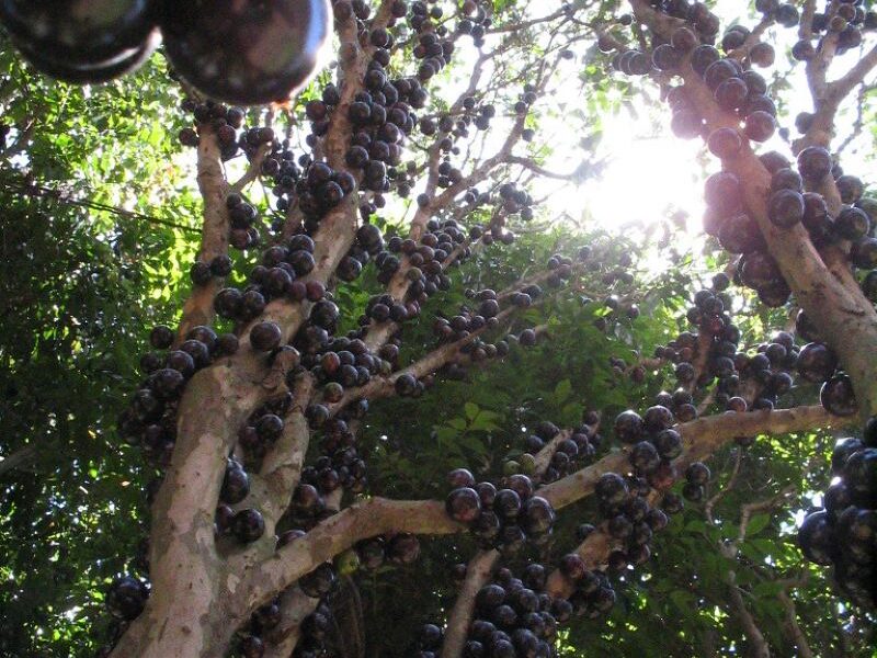 Planta De Jabuticaba Cargada De Frutas