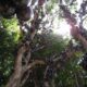 Planta De Jabuticaba Cargada De Frutas