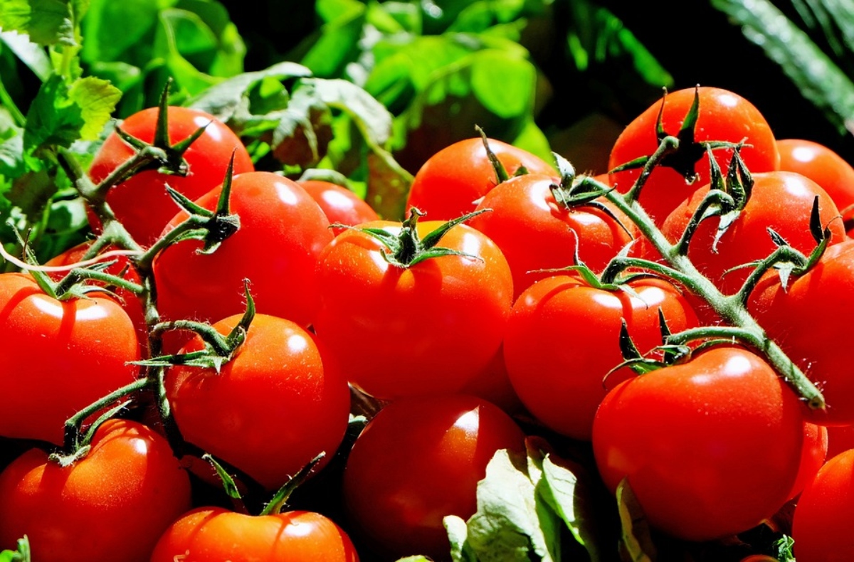 Tomate - Fiesta