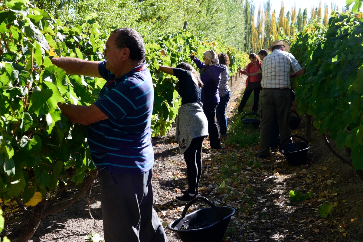 vino patero - Huergo Fiesta Del Vino Patero Cosecha