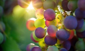 Doc Uvas Al Sol