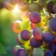 Doc Uvas Al Sol