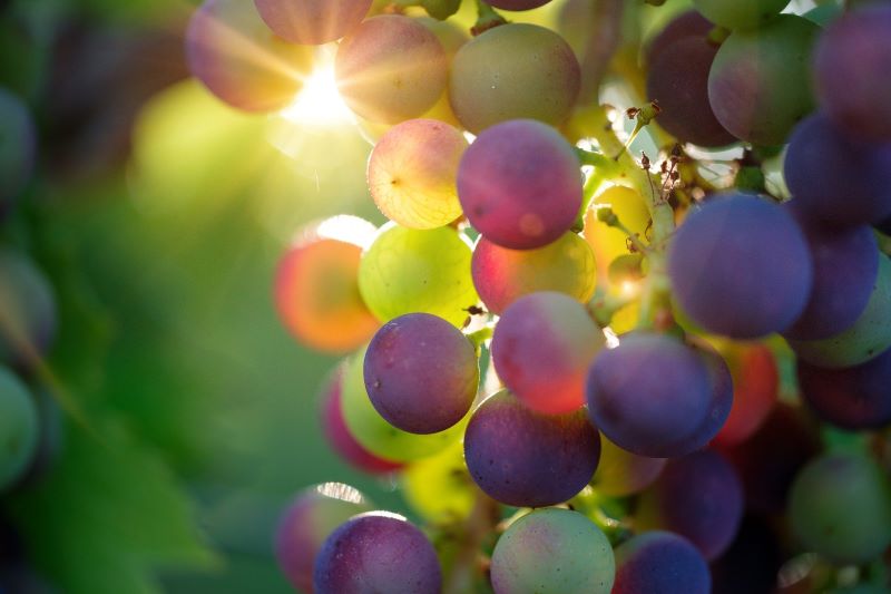 Doc Uvas Al Sol