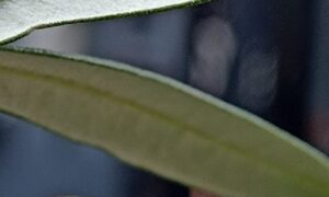 Hojas De Olivo De Cerca