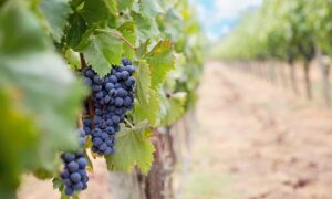 Parra Uvas Mar Del Plata
