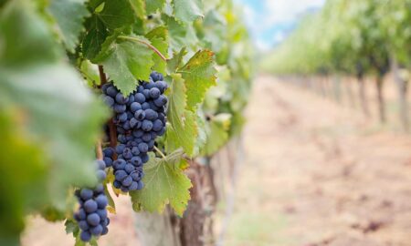 Parra Uvas Mar Del Plata