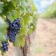 Parra Uvas Mar Del Plata