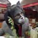 Todos Somos Autistas Gato Francesco