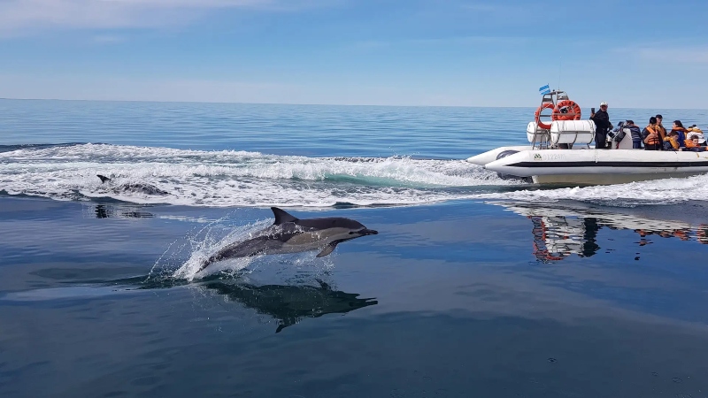 fauna - delfines