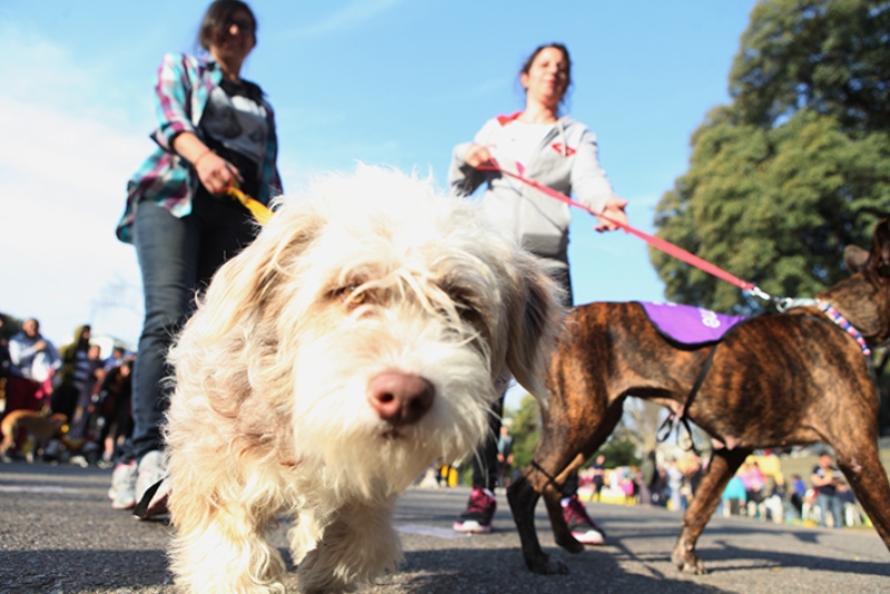 Pet Friendly - Mascotas Con Sus Dueños