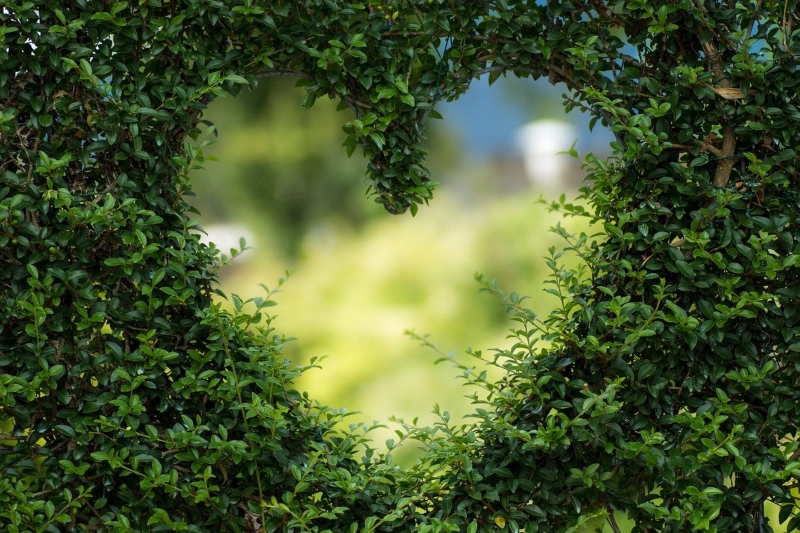 San Valentín - Plantas