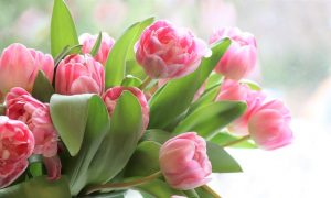 Día de la Mujer - Tulipanes