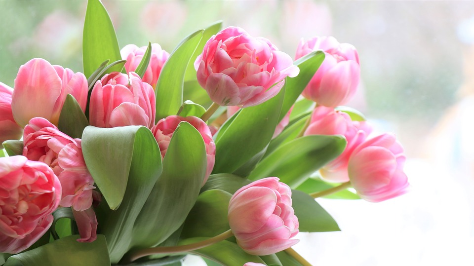 Día de la Mujer - Tulipanes